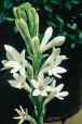 Tuberose absolute