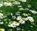 Chamomile aromatherapy essential oil