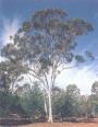 eucalyptus aromatherapy essential oils