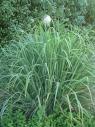 lemon grass aromatherapy essential oils