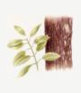 sandalwood Aromatherapy Essential oil