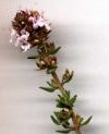 thyme aromatherapy essential oil