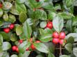 wintergreen aromatherapy essential oils