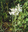 tuberose absolute